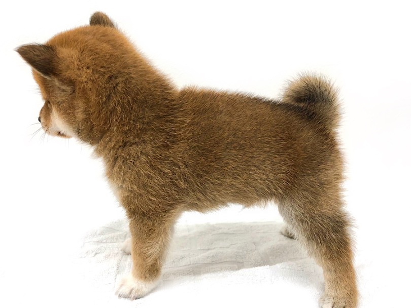 成犬時の体重は6㎏前後を予想 | 豆柴犬 （140705） - 横浜 元町店
