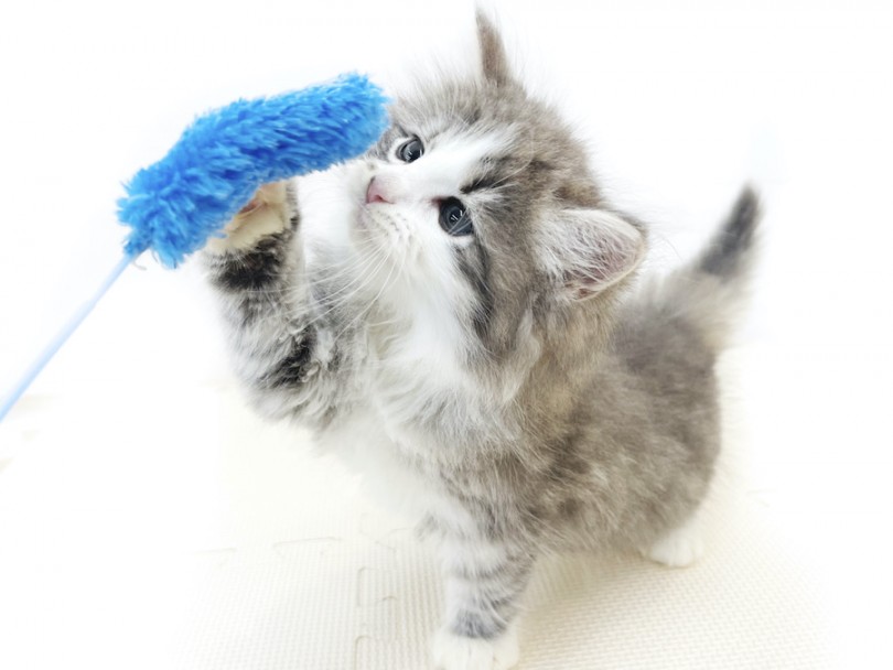 楽しいペットライフをサポートさせて頂きます！ | ノルウェージャンフォレストキャット （814695） - 大和 相模大塚店
