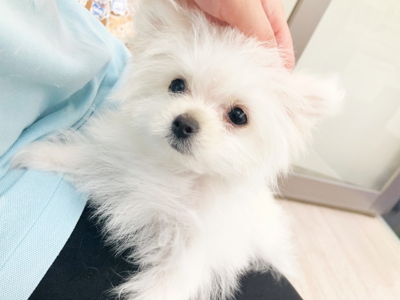甘えん坊で温和な性格は初めてお迎えされる方にぴったりです♪ | MIX犬 ポメマル （512735） - 本羽田店