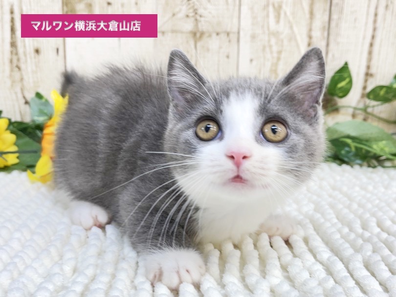 超短足・短毛のマンチカンがやってきました！ | マンチカン （6131055） - 横浜 大倉山店