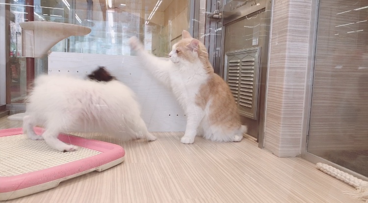 日中はいつもパピヨンちゃんと生活を共にしております | サイベリアン （6131009） - 横浜 大倉山店