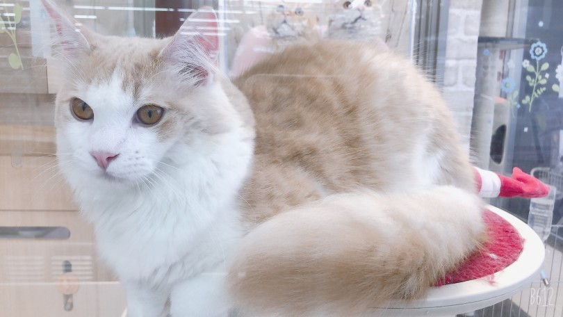 大きな猫は穏やかな子が多い！まだまだ成長中です！ | サイベリアン （6131009） - 横浜 大倉山店