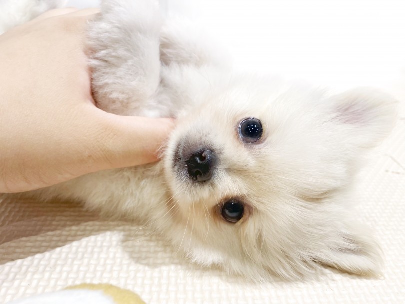 マイペースでもとにかく人が大好きなペキポメちゃん | MIX犬 ペキポメ （11856） - 横浜 白楽店