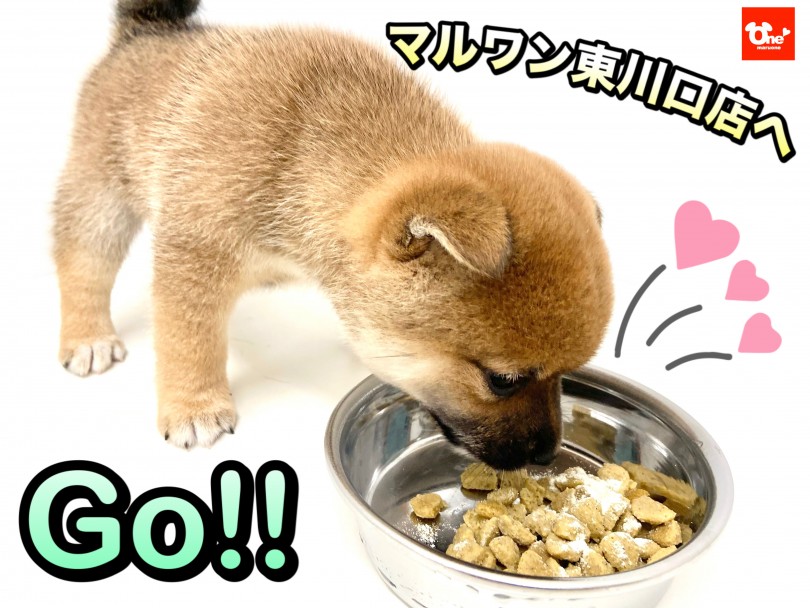 皆様のご来店を心よりお待ちしております。 | 豆柴 (150212) - 東川口店