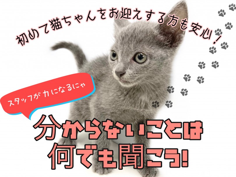 日々トレーニングを順調にこなし、甘えん坊な性格のままに成長中です！ | ロシアンブルー （150214） - 東川口店