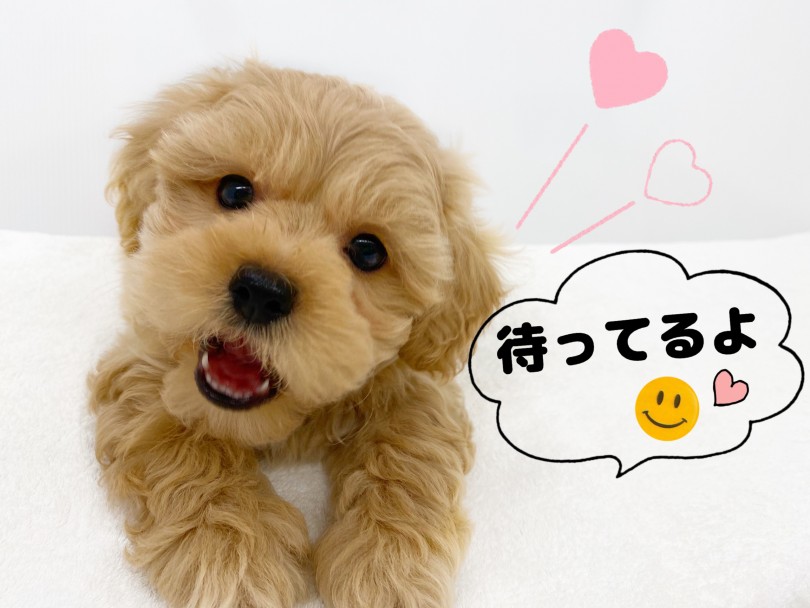 少しでも気になったら会いに来て下さい。 | MIX犬 プーニーズ （118581） - 城山店