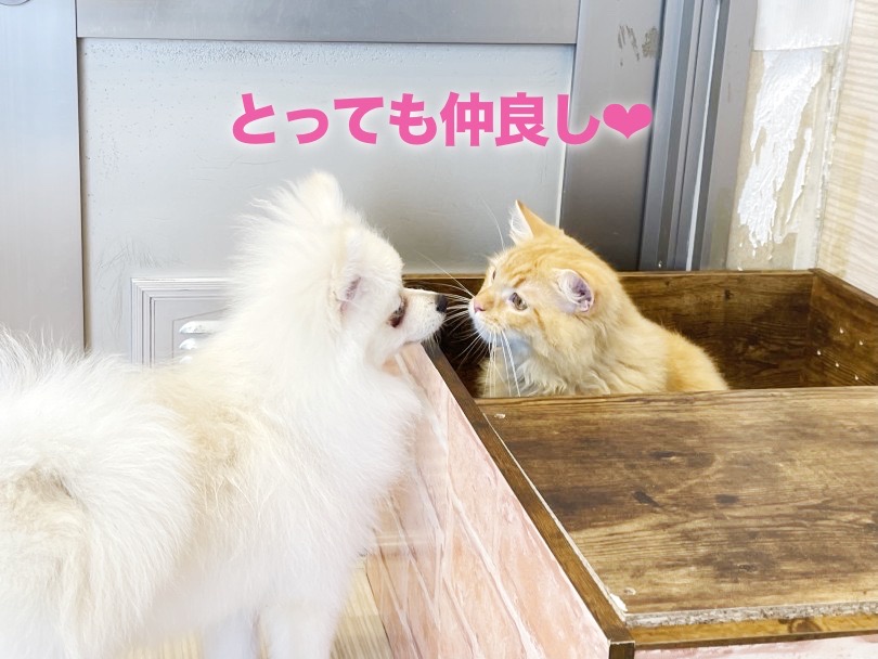日中はポメラニアンくんと社交性を高めるトレーニングをしています♪ | ラガマフィン （6131017） - 横浜 大倉山店
