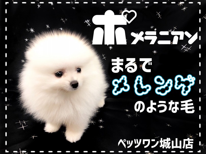 【 ポメラニアン 】ふわっふわの白毛がメレンゲみたいなポメラニアン