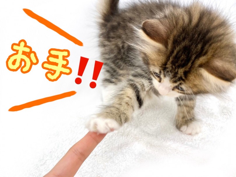 性格もイケメン！人懐っこくて甘えん坊な性格 | サイベリアン （118573） - 城山店