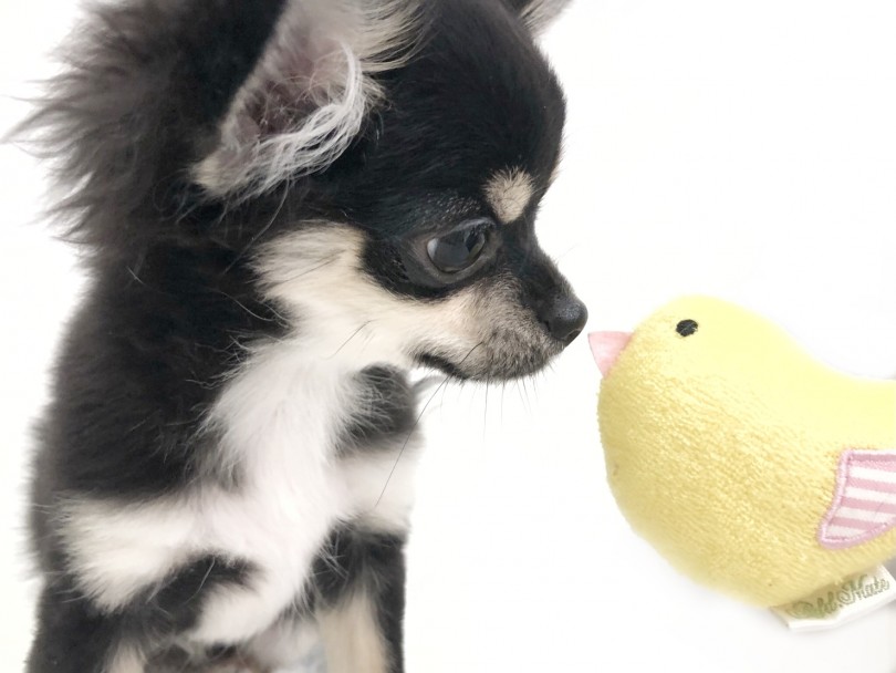 チワワちゃんをお家にお迎えして新たな生活を始めてみませんか? | チワワ (116550) - 下丸子店