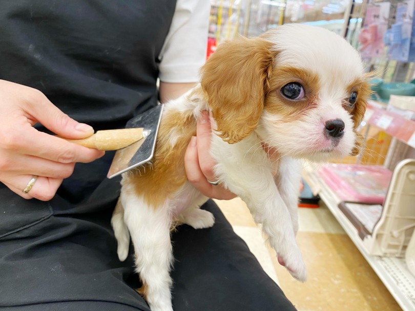 お手入れ上手なキャバちゃん | キャバリア・キングチャールズ・スパニエル （118579） - 城山店
