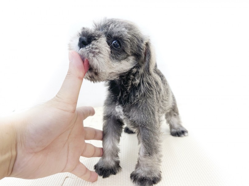 初心者でも飼いやすい犬種 ミニチュア・シュナウザー | ミニチュア・シュナウザー （814698） - 大和 相模大塚店