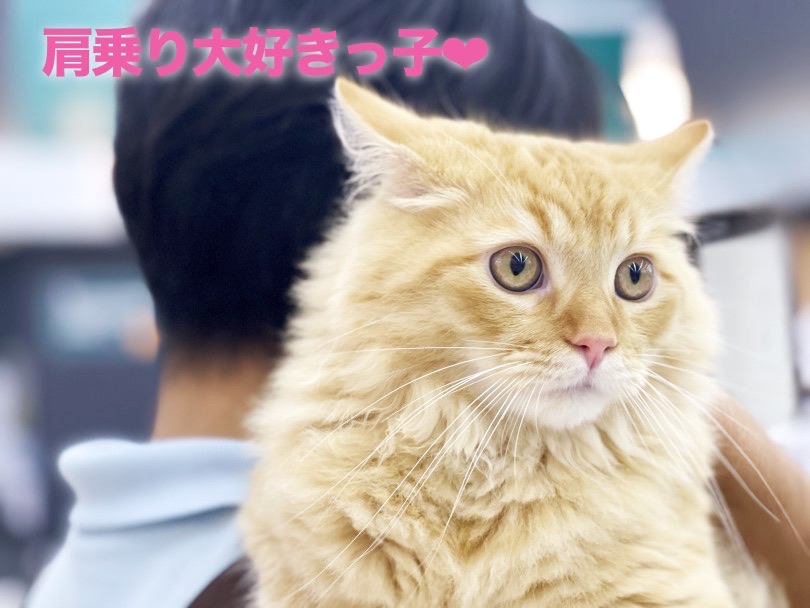 MR.Kの肩でくつろぐラガくん❤︎ | ラガマフィン （6131017） - 横浜 大倉山店