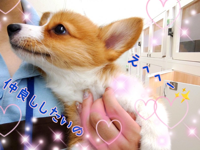 悲しい時も嬉しい時も寄り添ってくれるアナタの最愛のパートナーになってくれること間違いなしです！ | ウェルシュコーギーペンブローク （130341） - 高井戸店