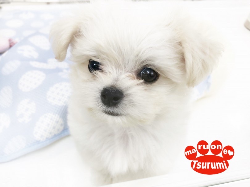 チワワとマルチーズの激カワハーフ犬「チワチーズ」ちゃん | MIX犬 チワチーズ （713804） - 鶴見店