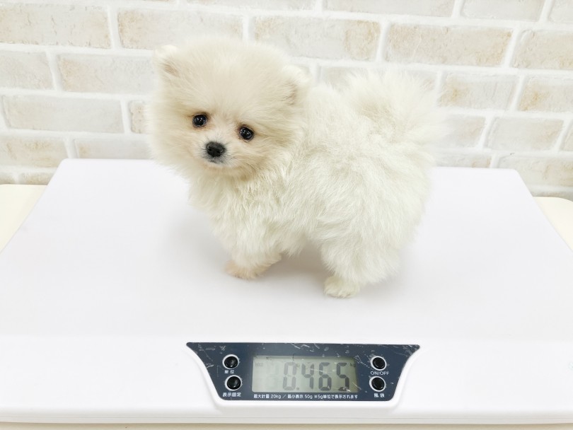 生後60日で驚異の465gのミニサイズ！将来推定2kg台 | ポメラニアン （713807） - 横浜 鶴見店