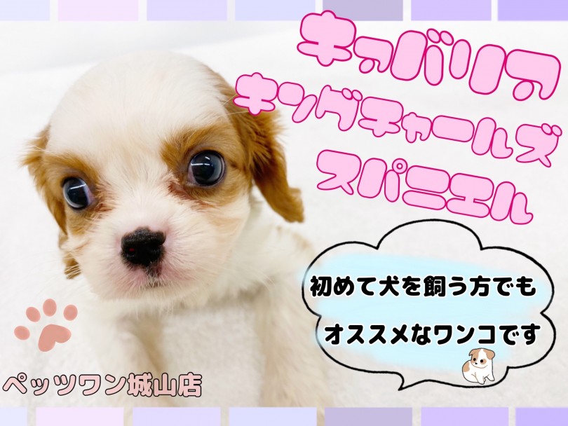 【 キャバリア・キングチャールズ・スパニエル 】抱っこしたくなる激おっとりガール