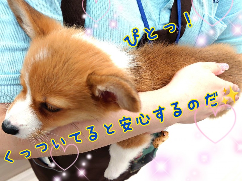 コーギーちゃんは抱っこが大好き！ | ウェルシュコーギーペンブローク （130341） - 高井戸店