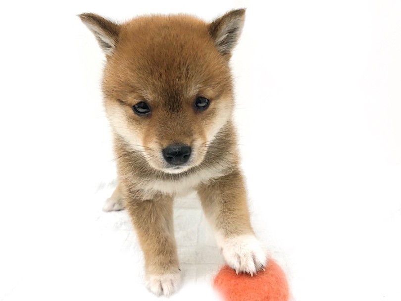 仕草ひとつひとつも癒しの塊 | 豆柴犬 （140705） - 横浜 元町店