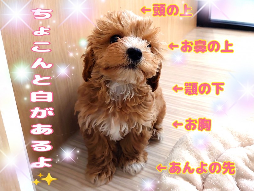 オリジナルチャームポイントはレッドカラーの中にちょこんと入ったホワイトカラー | MIX犬 マルプー （130342） - 高井戸店