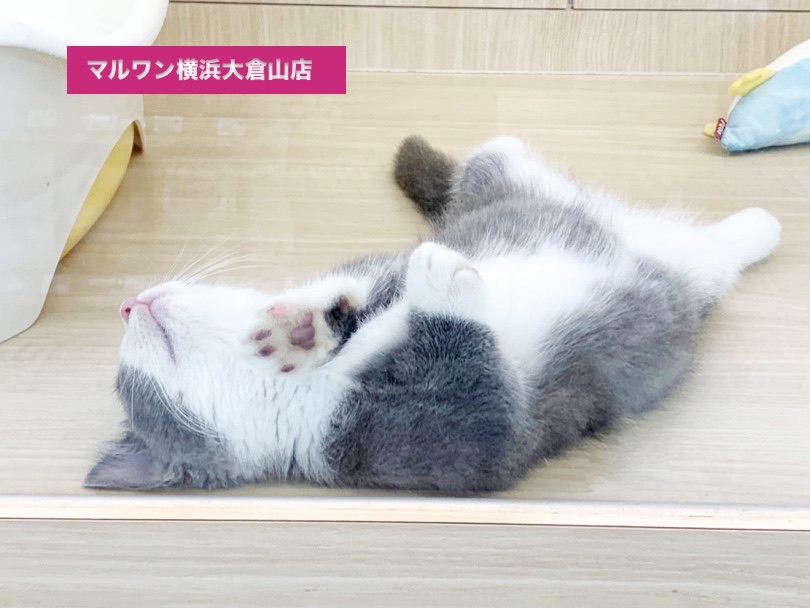 お昼寝はお腹を出して寝ていることが多いニャ♡ | マンチカン （6131055） - 横浜 大倉山店