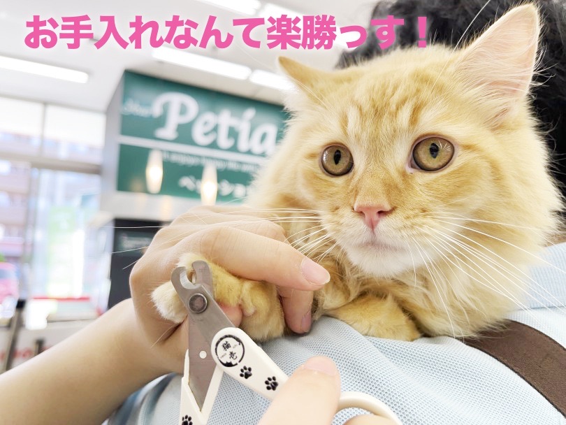 【特技：お手入れ】何をされてもへっちゃらニャンだ | ラガマフィン （6131017） - 横浜 大倉山店