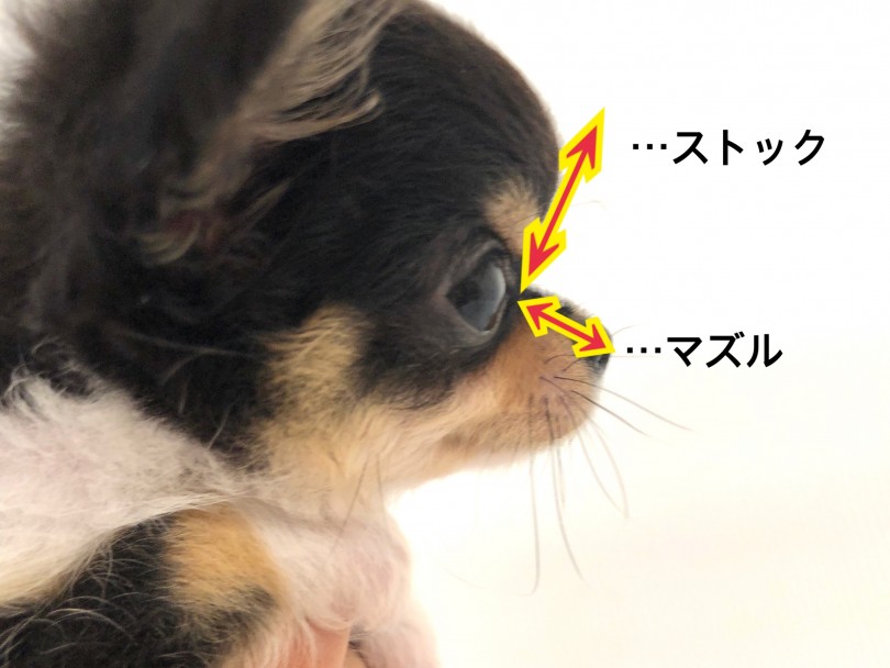 マズルがストックの長さより短いのは童顔の証です | チワワ （118578） - 城山店