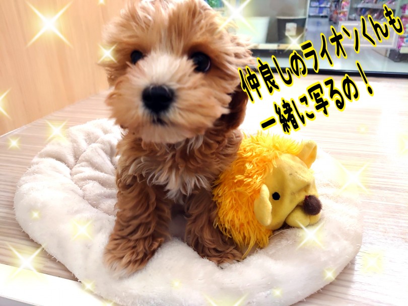 パパとママの可愛いを受け継ぐのは当たり前！オリジナルの可愛さもしっかりあります！ | MIX犬 マルプー （130342） - 高井戸店