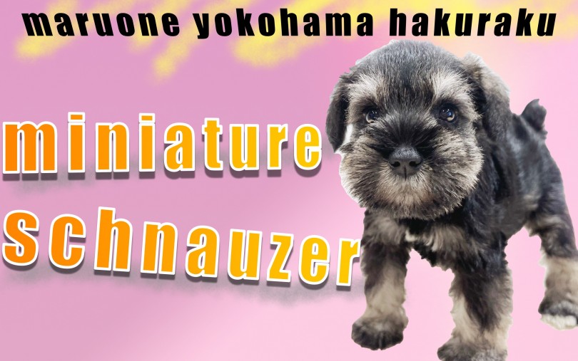 【 ミニチュア・シュナウザー 】犬界の博士！優しい性格、食事のポイント紹介！