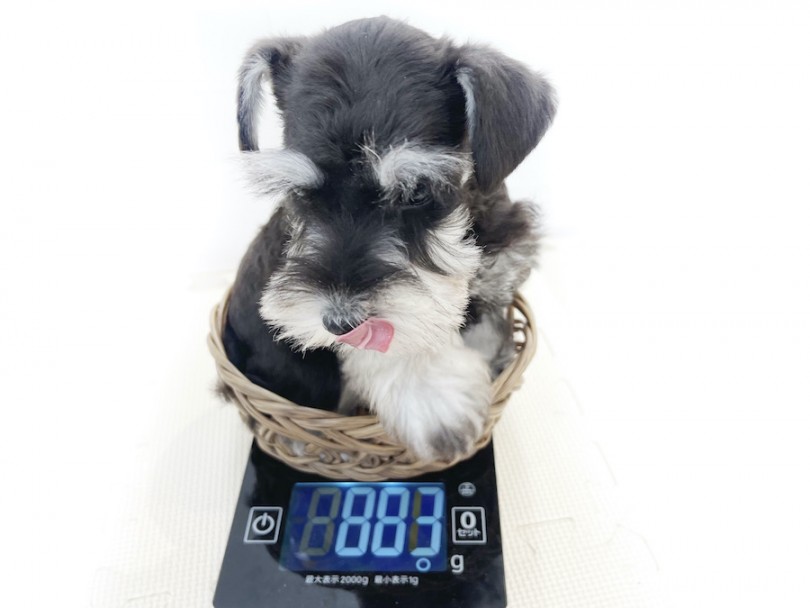 生後60日時点の体重は883g！成犬時の体重は6㎏前後を予想 | ミニチュア・シュナウザー （814696） - 大和 相模大塚店