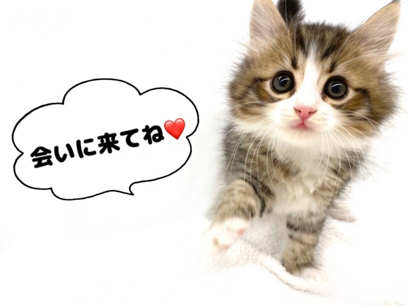 少しでも気になったらいつでもサイベリアンくんに会いにお越しください♪ | サイベリアン （118573） - 城山店