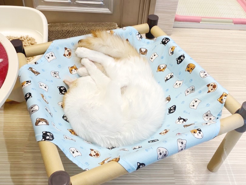 このハンモックは歴代のプレイルームに居るニャンズに大人気 | 猫トイレカスタム・ニャンモック・おもちゃ作りました！ - 横浜 大倉山店