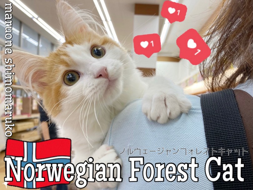 【 ノルウェージャンフォレストキャット 】懐っこく甘えん坊の激カワイケメン猫！