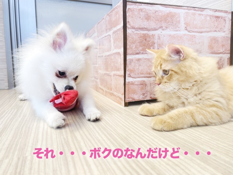 ポメラニアンくんと仲良しなんだニャン | ラガマフィン （6131017） - 横浜 大倉山店