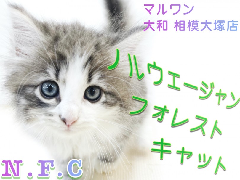 【 ノルウェージャンフォレストキャット 】初心者も飼いやすい！美麗な甘えん坊ネコ
