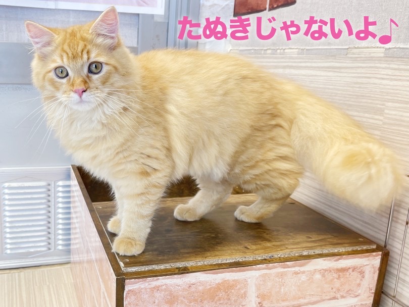 ふっくらした被毛とカラーバランスが美しい | ラガマフィン （6131017） - 横浜 大倉山店