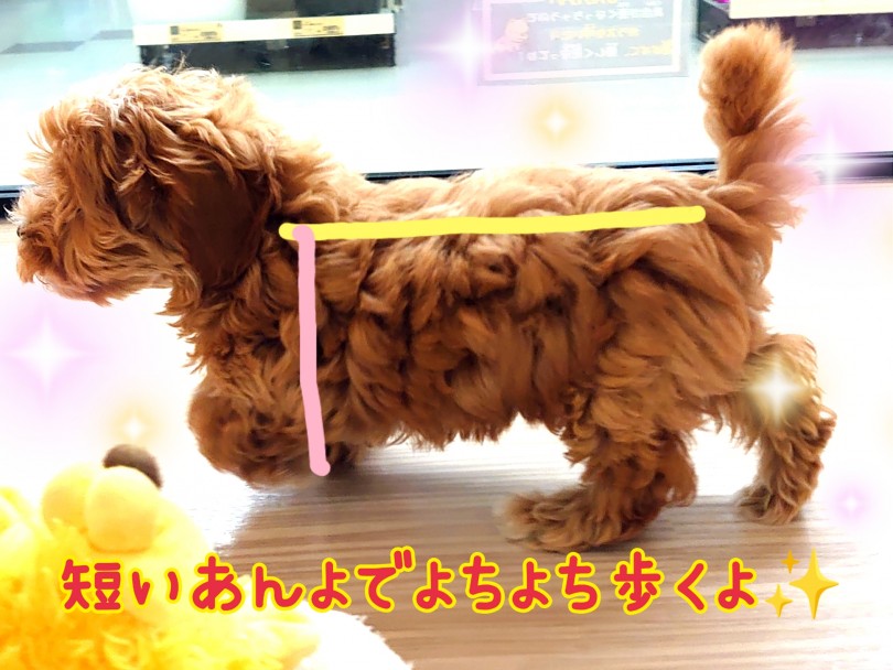 短めあんよがチャームポイント！ | MIX犬 マルプー （130342） - 高井戸店