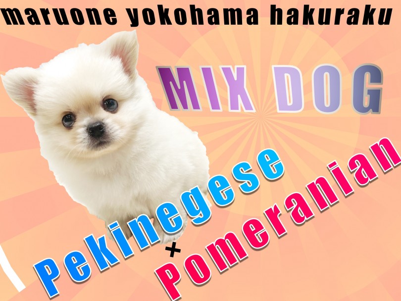 【 MIX 】ペキニーズ×ポメラニアン！短足ボディとマイペースな性格に迫る！
