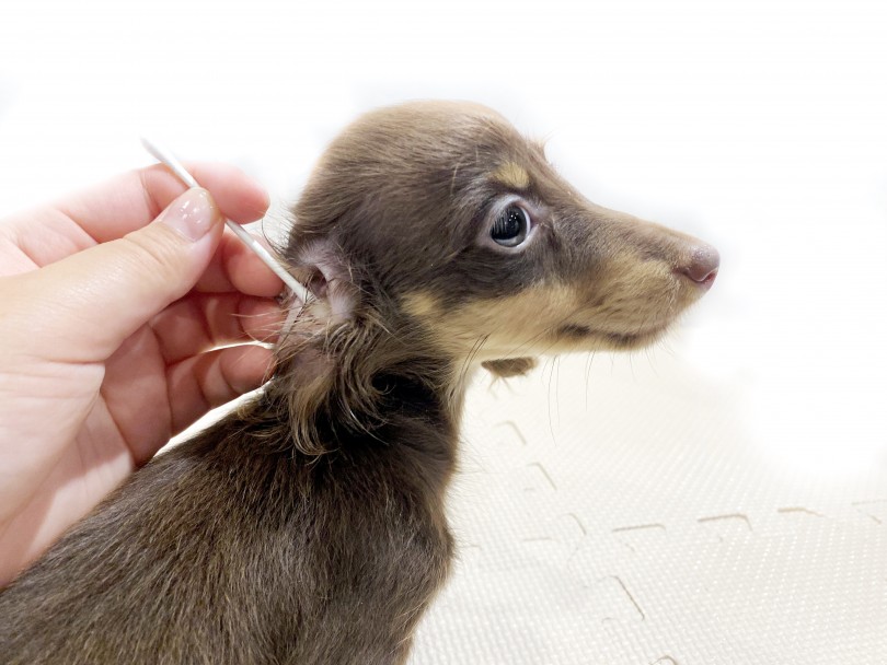 たれ耳であるダックスちゃんは耳掃除も大切 | ミニチュア・ダックスフント （11838） - 横浜 白楽店
