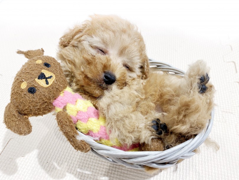 マルプーちゃんに会いにお店まで足を運んでくださいね | MIX犬 マルプー （11858） - 横浜 白楽店