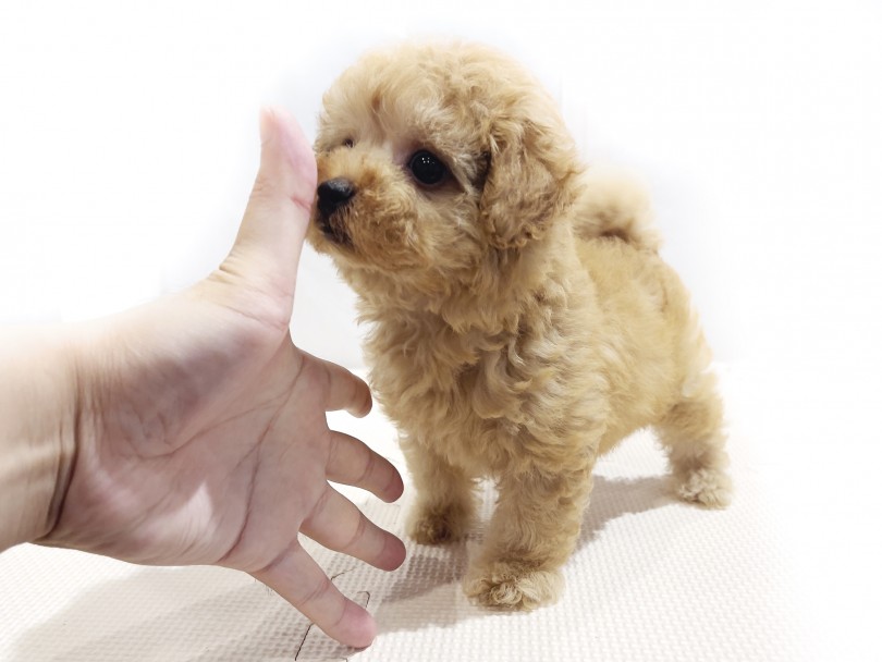 現在の体型はマルプーの中でも探している方の多い、ドワーフ体型！ | MIX犬 マルプー （11858） - 横浜 白楽店