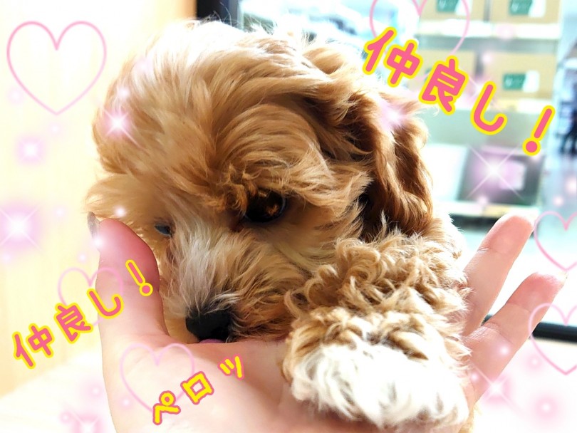 まるぷーちゃんはどんな時もニコニコ笑顔のポジティブボーイ！ | MIX犬 マルプー （130342） - 高井戸店