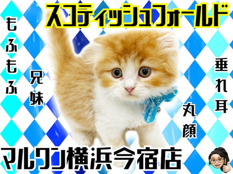 【 スコティッシュフォールド 】多頭ユーザー必見！垂れ耳・丸顔のおっとり系男子！