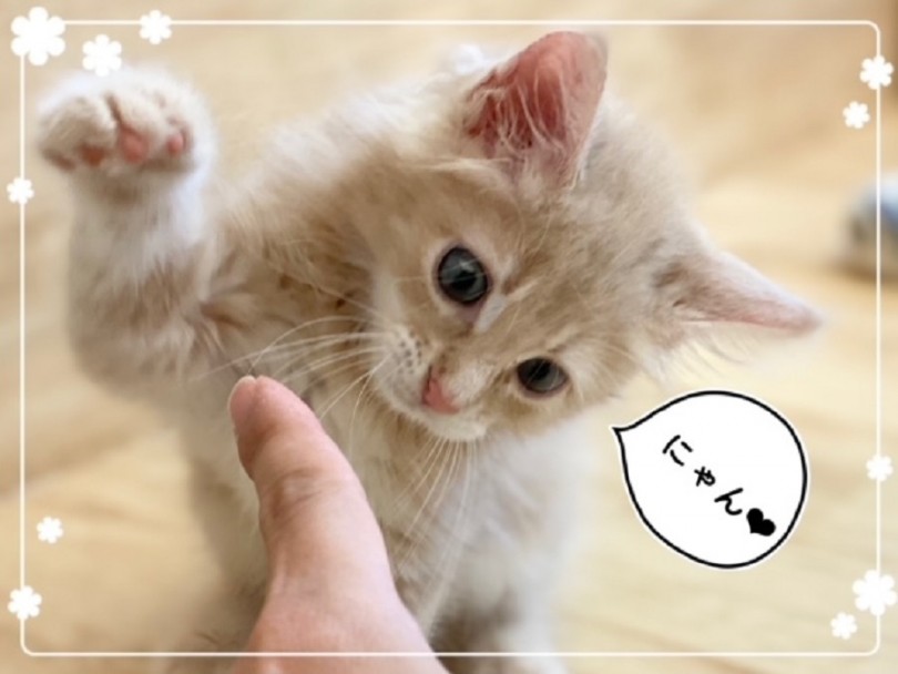 オモチャの中でも、やはり人気なのは ネズミのちゅ〜太 | メインクーン （312049） - 横浜 港北ニュータウン店