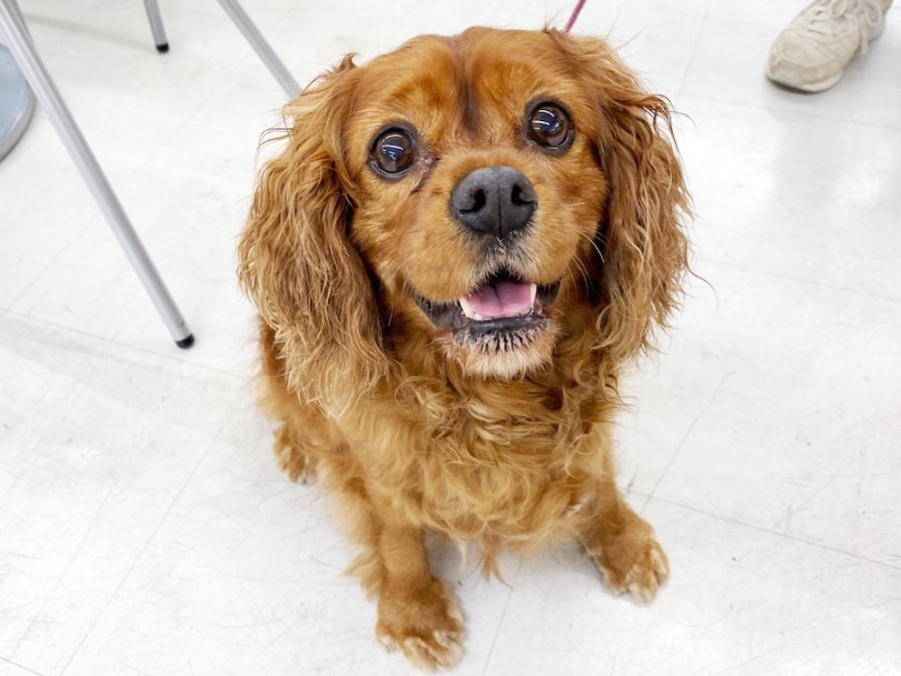 ルビー | マルワン犬図鑑 キャバリア - 横浜 今宿店