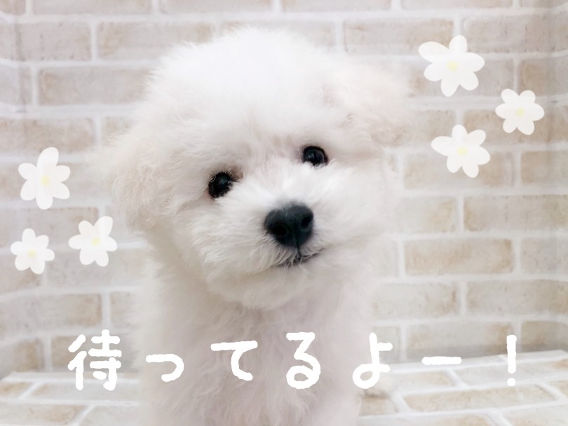 >この子に会いたくなった方はお店にいる間に会いに来てくださいね! | ビションフリーゼ (116621) - 下丸子店