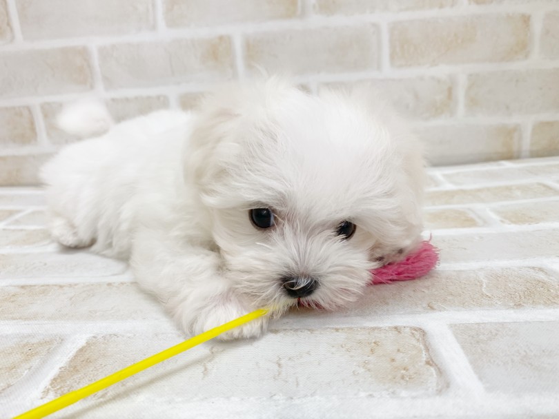 成犬時予想体重は1.5~3kgほどとかなり小さめ! | マルチーズ (116622) - 下丸子店