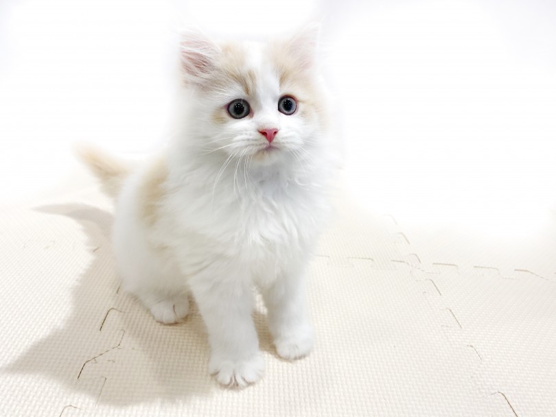 猫アレルギーだけどお迎えしたい。と考えている方は一度触れ合ってみてもいいかも知れませんね♪ | サイベリアン （11860） - 横浜 白楽店