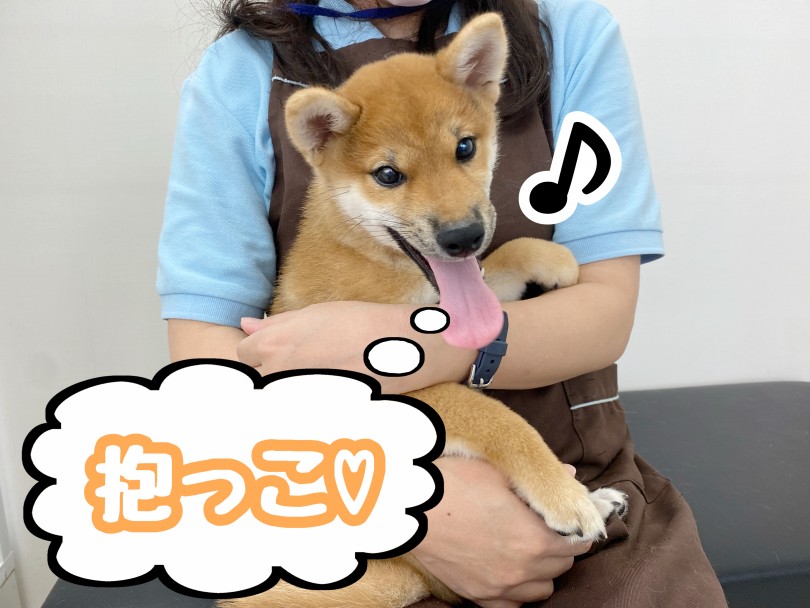 抱っこ大好き！手足だけ楽々触れちゃう！ | 柴犬 （512736） - 本羽田店