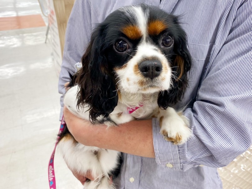 トライ | マルワン犬図鑑 キャバリア - 横浜 今宿店